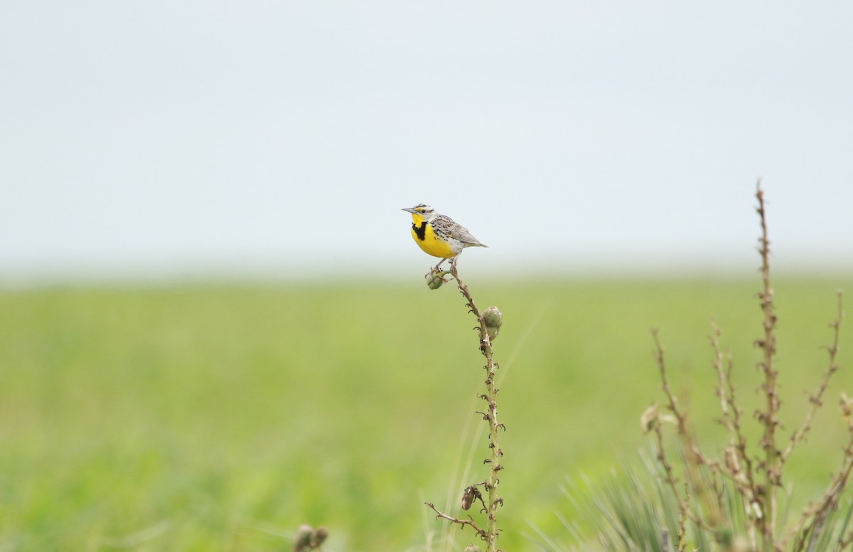 Western Meadowlark - ML588401911