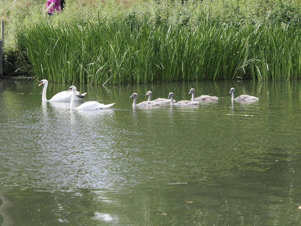 Mute Swan - ML588401951