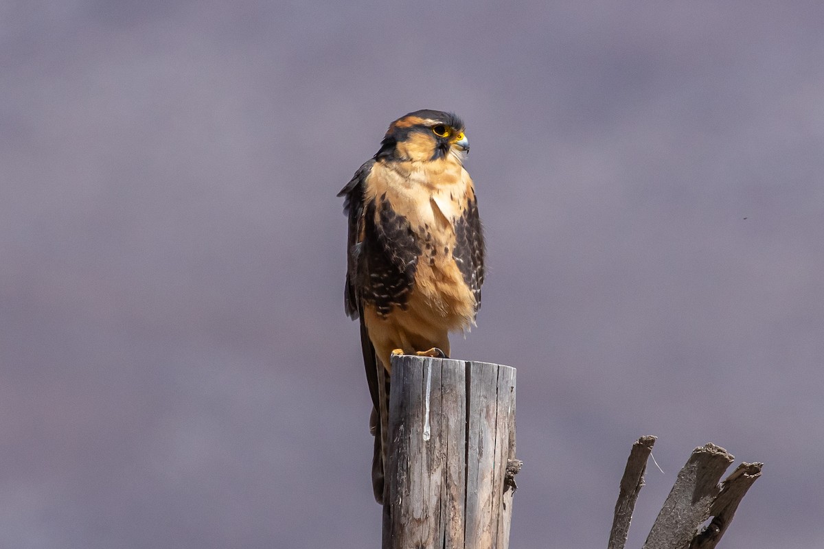 Aplomado Falcon - Víctor Gamarra-Toledo (MUSA)