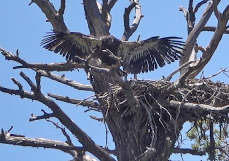 Bald Eagle - ML588402381