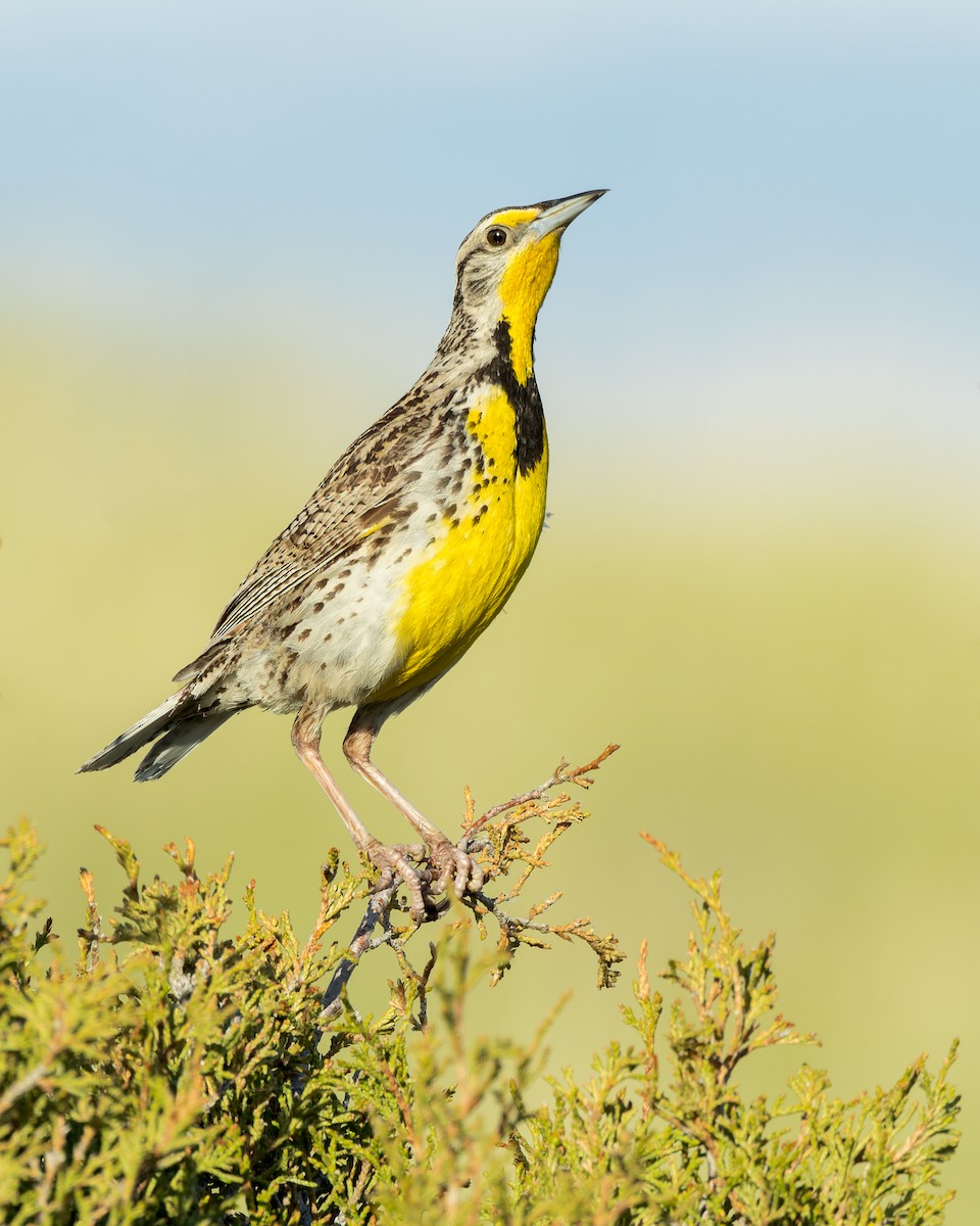 Western Meadowlark - ML588402951