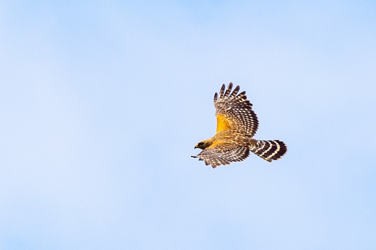 Red-shouldered Hawk - ML588403041