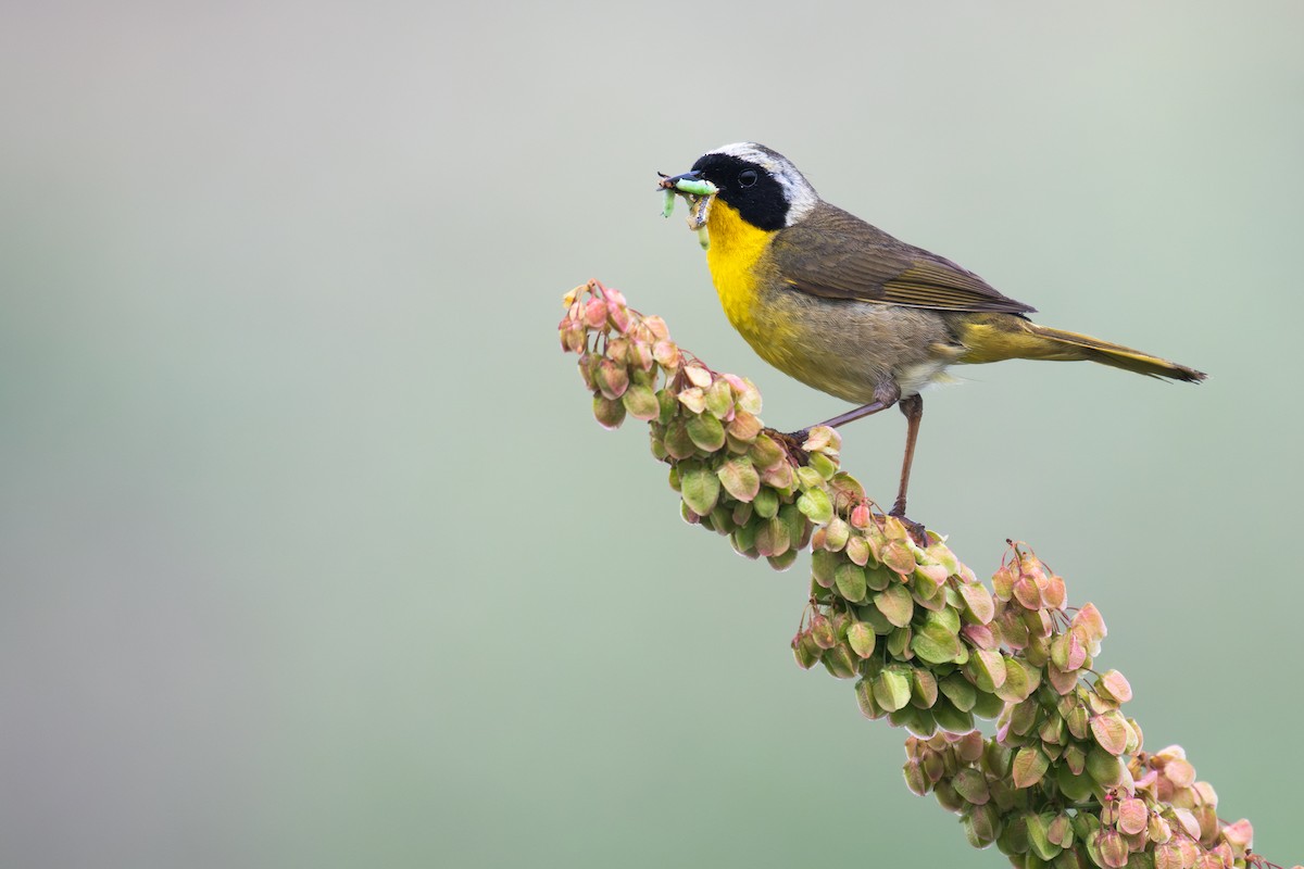 Common Yellowthroat - ML588403771