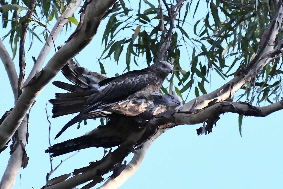 Square-tailed Kite - ML588403931