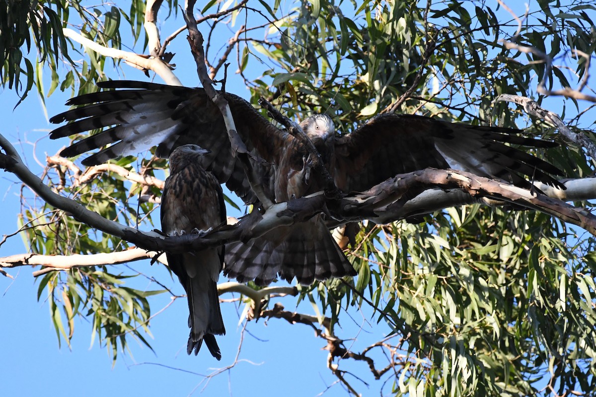 Square-tailed Kite - Daniel Townend