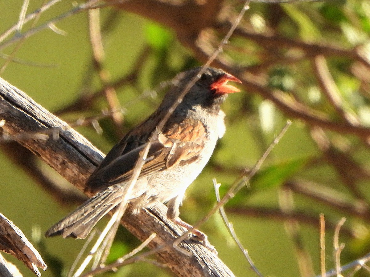 Black-chinned Sparrow - ML588405141