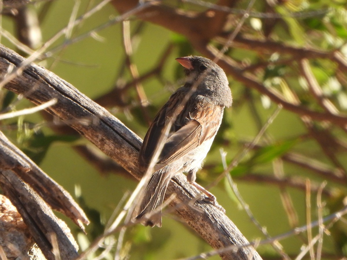 Black-chinned Sparrow - ML588405151