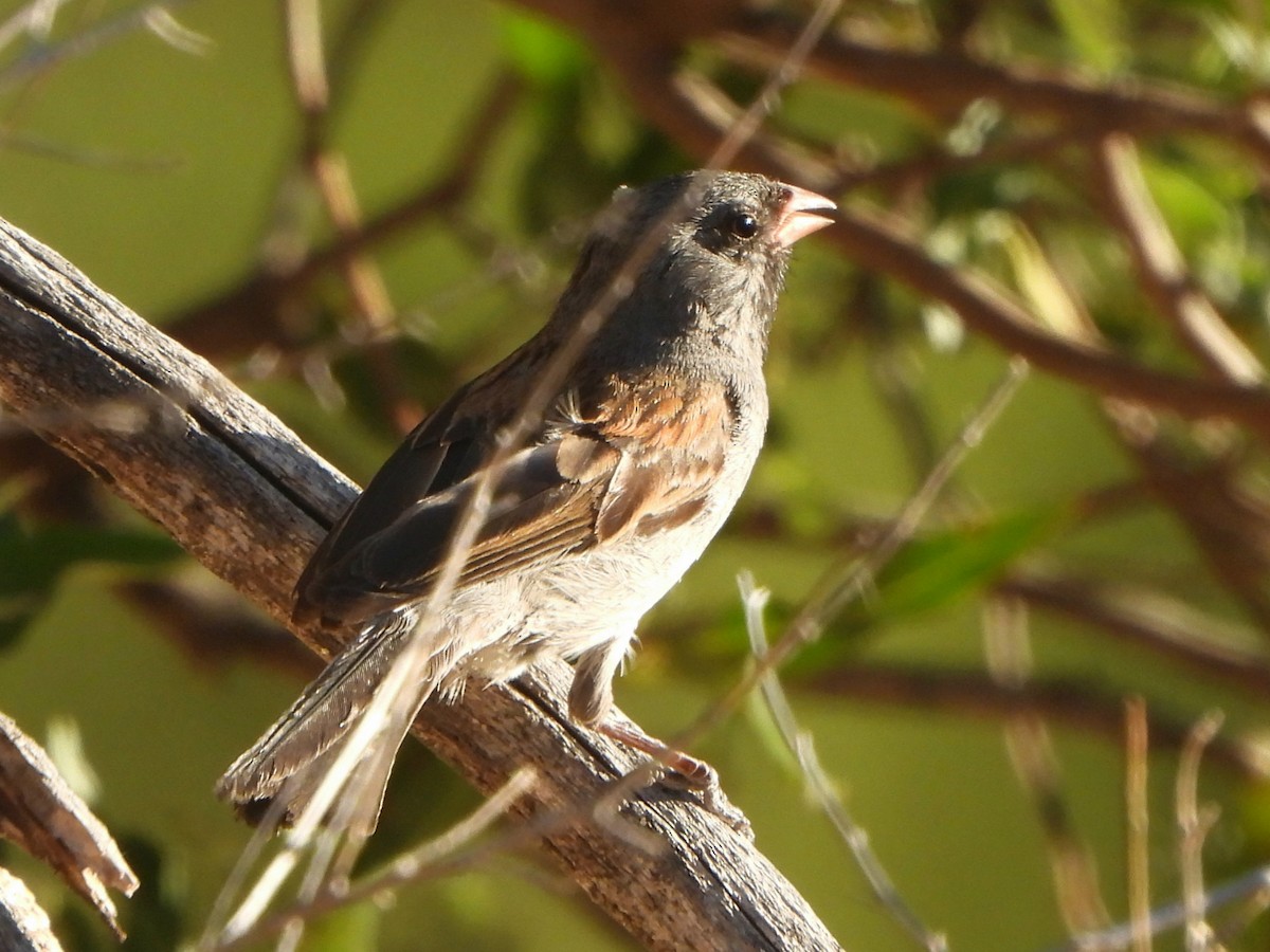 Black-chinned Sparrow - ML588405171