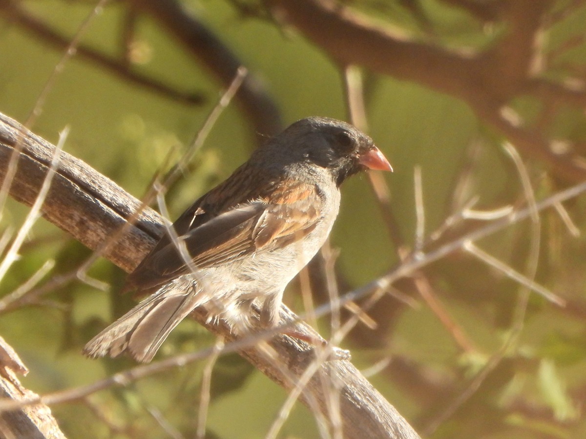 Black-chinned Sparrow - ML588405181