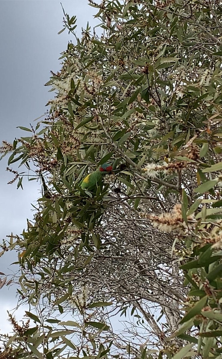 Musk Lorikeet - ML588407241