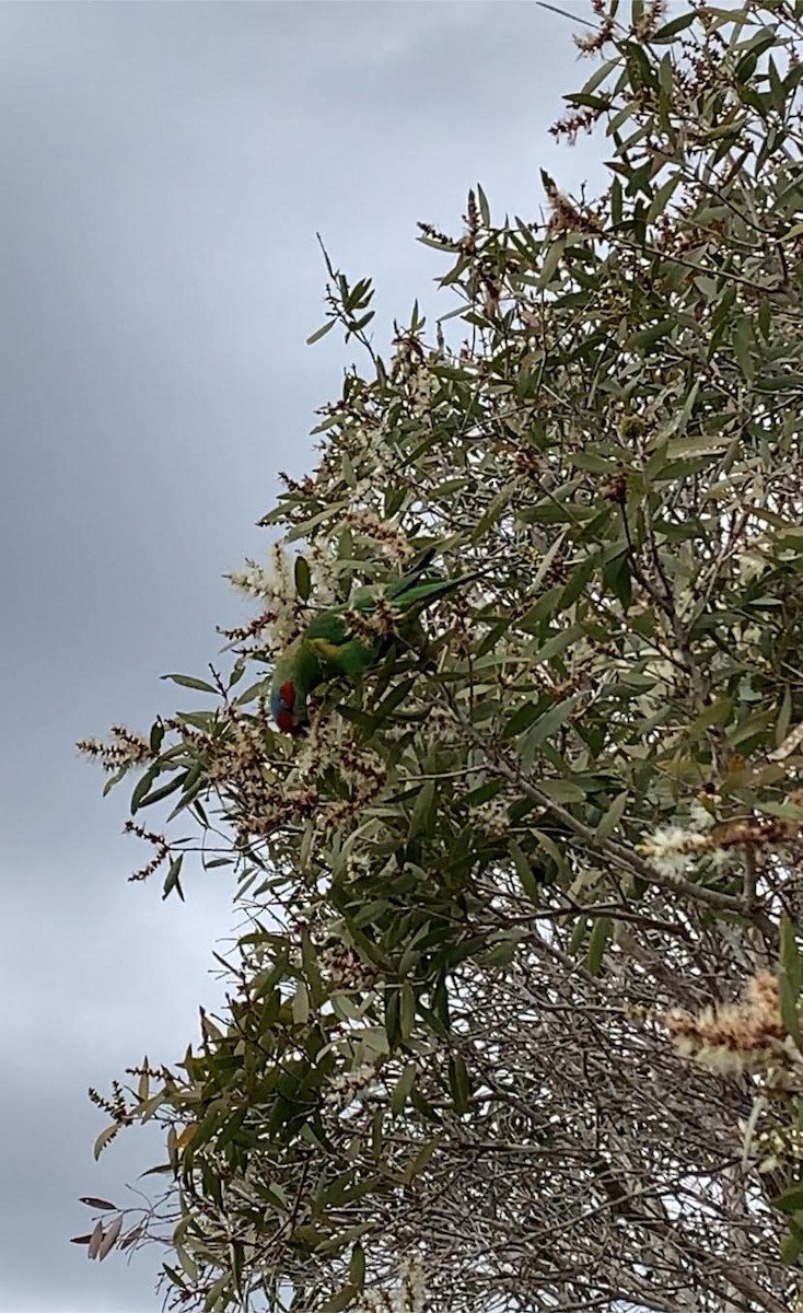 Musk Lorikeet - Cian Ritchie