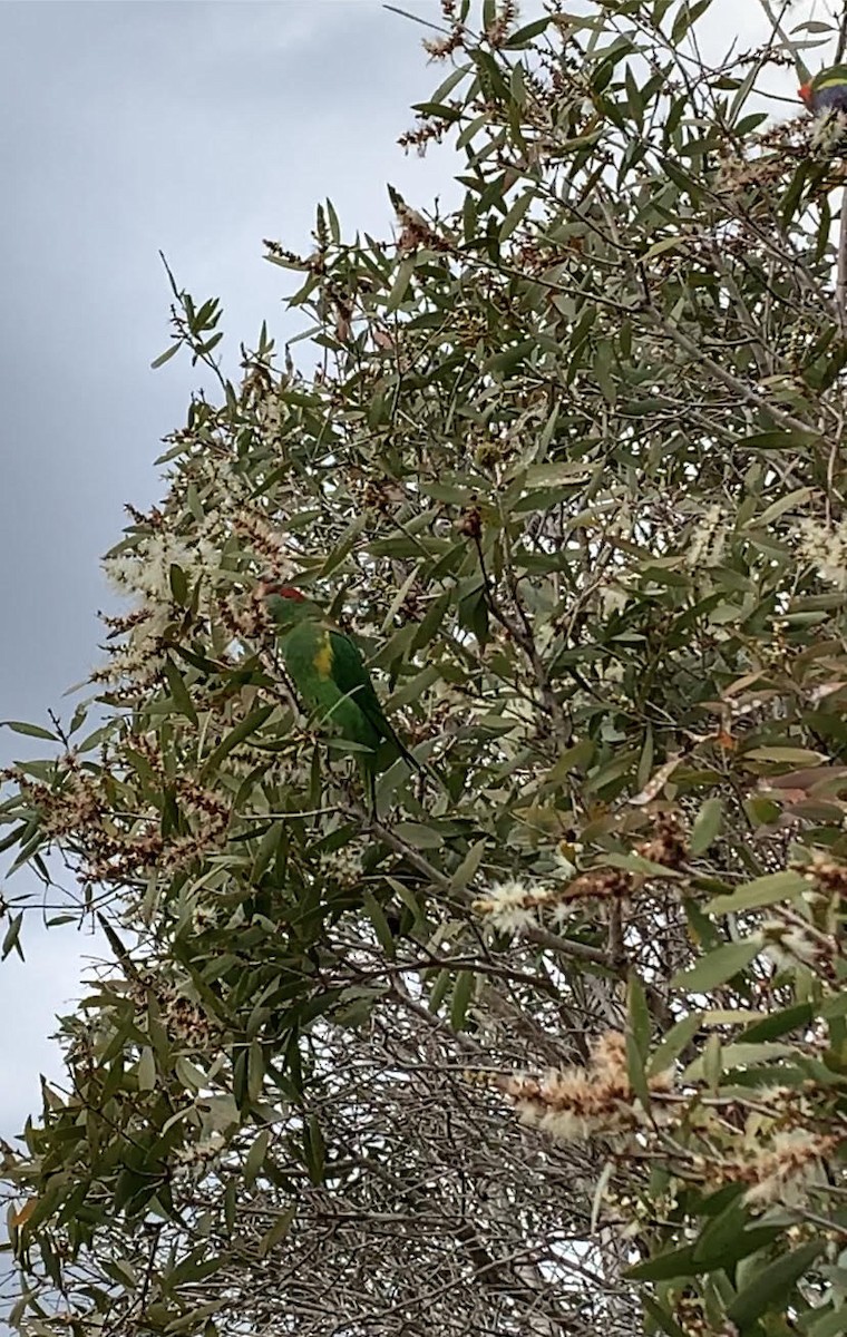 Musk Lorikeet - ML588407311