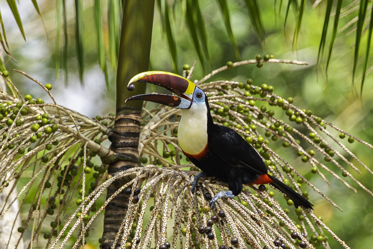 Toucan à bec rouge - ML588407531