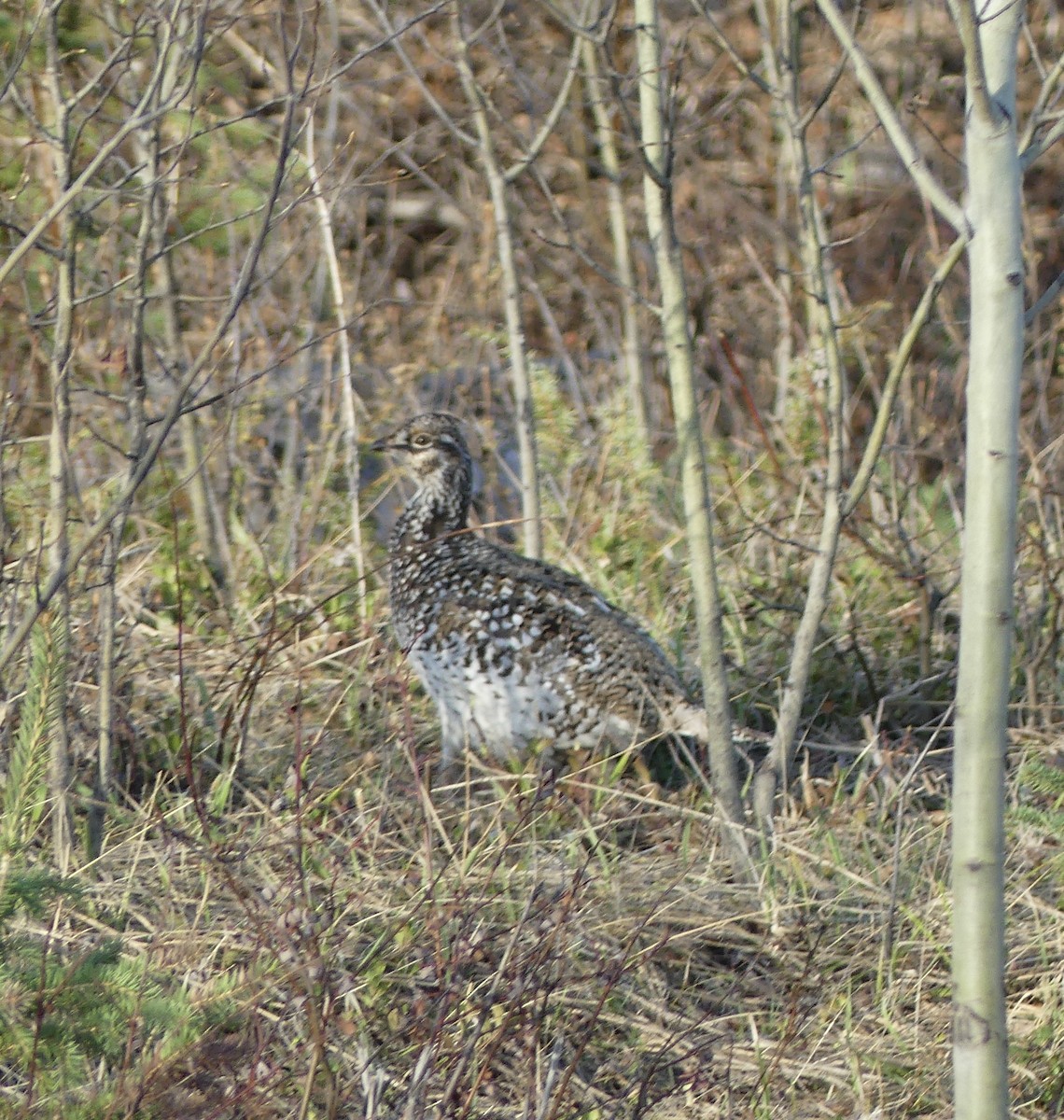 Sharp-tailed Grouse - ML588408101