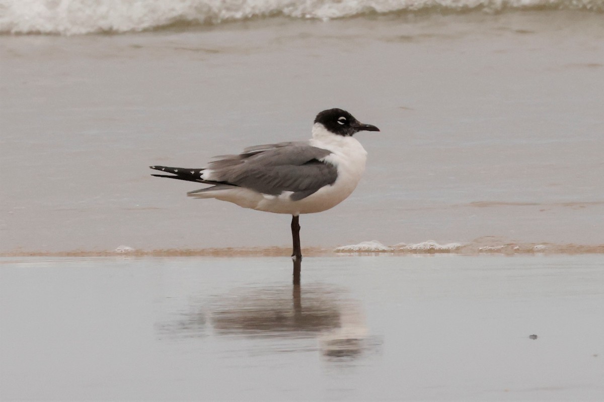 Franklin's Gull - ML588408141