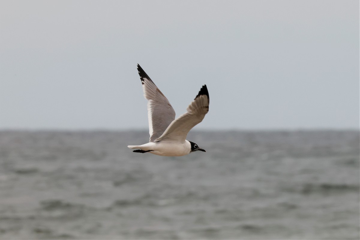 Franklin's Gull - ML588408151