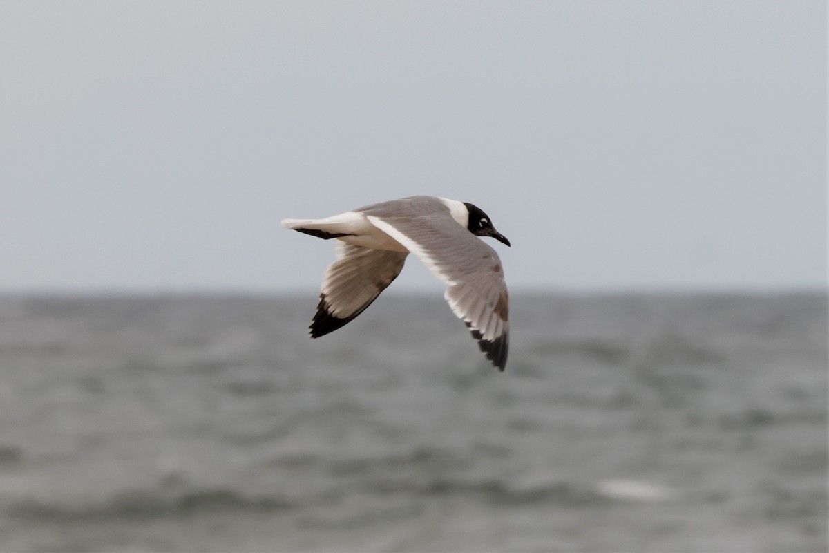 Franklin's Gull - ML588408161