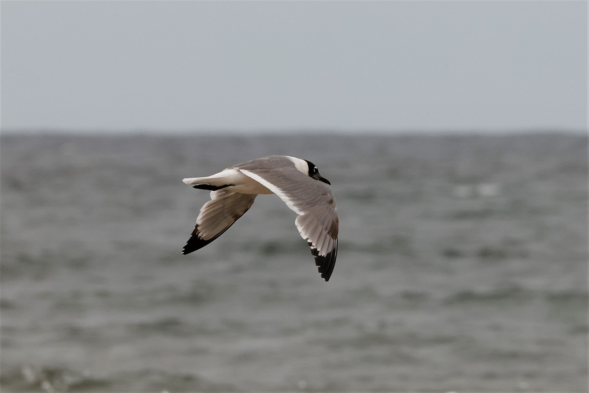 Franklin's Gull - ML588408171