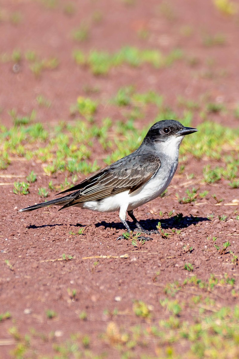 Eastern Kingbird - ML588408861