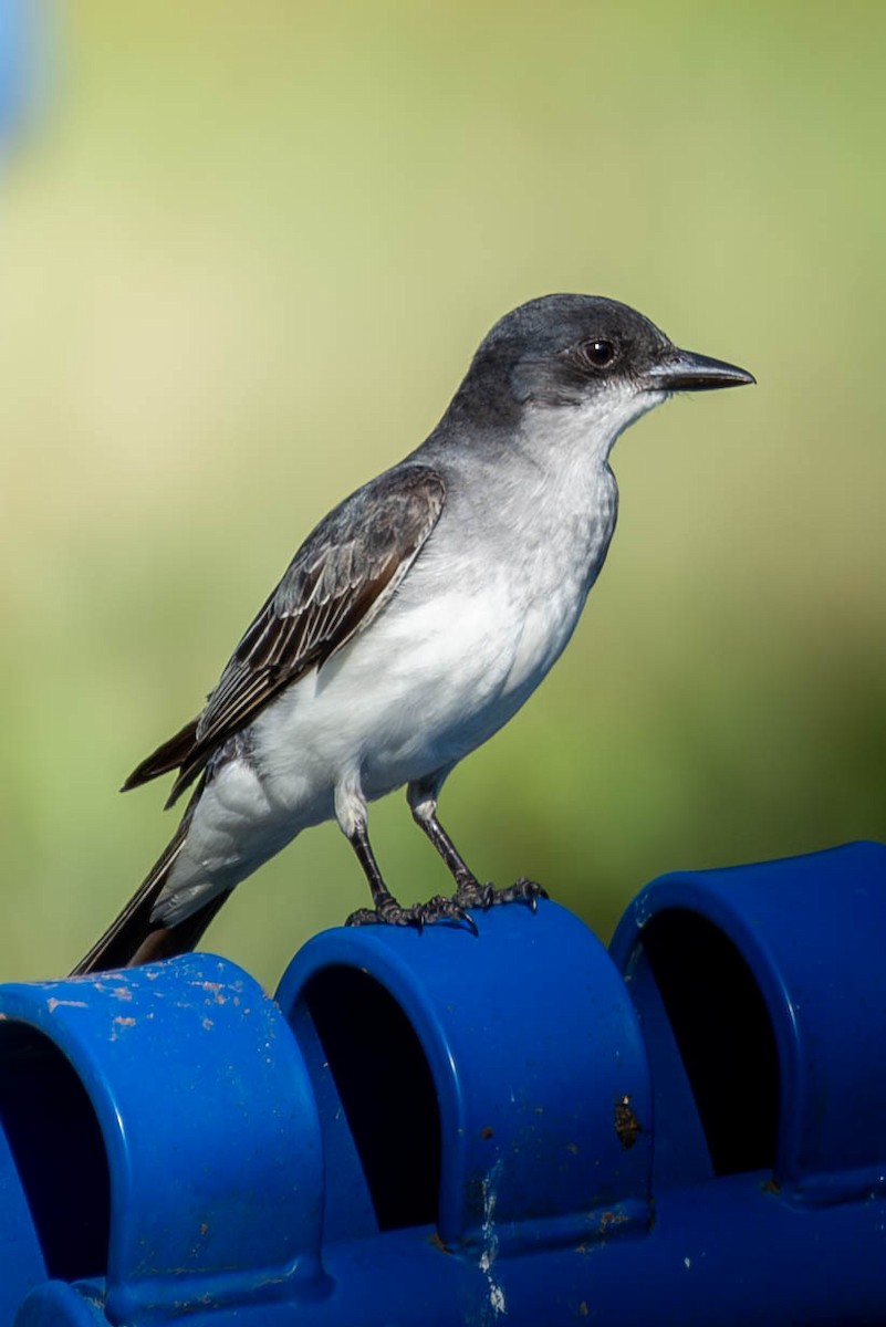 Eastern Kingbird - ML588408871