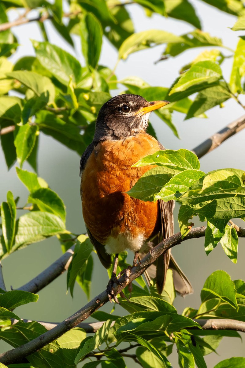 American Robin - Andrew Nasuti