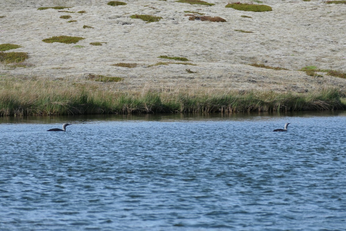 Red-throated Loon - Krzysztof Dudzik-Górnicki