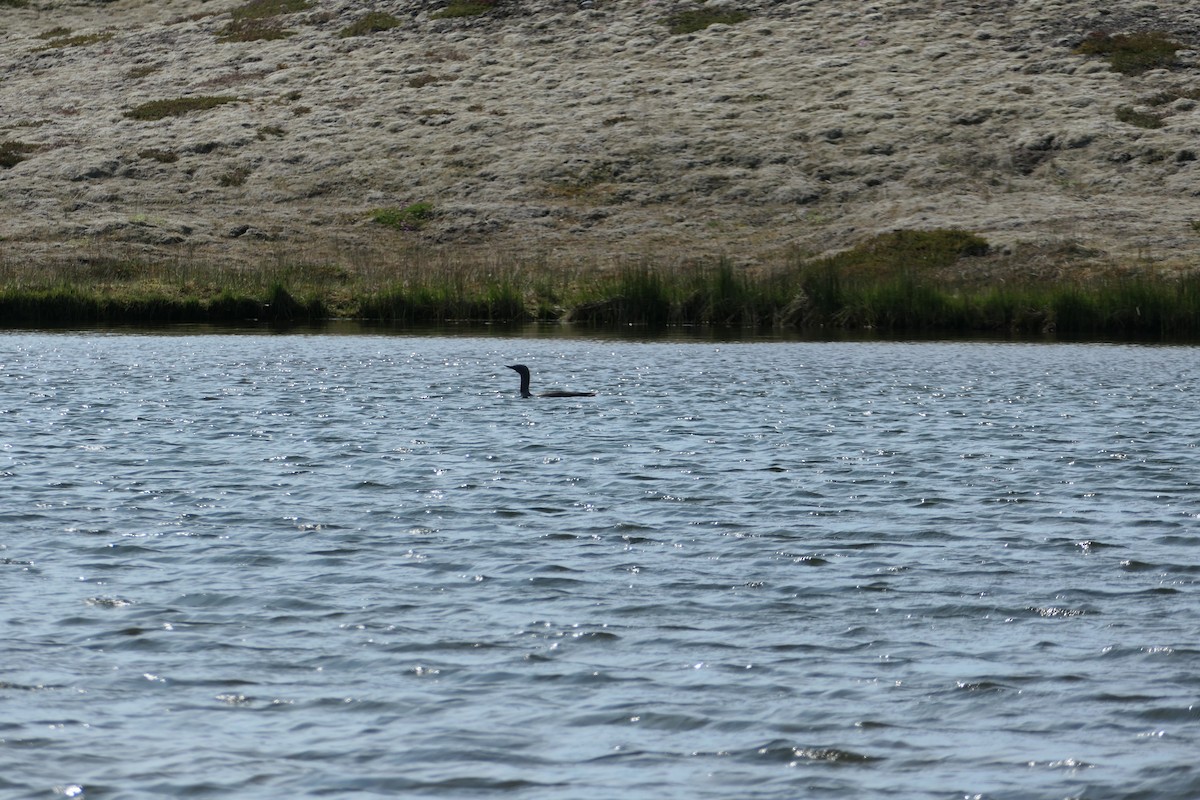 Red-throated Loon - ML588409541