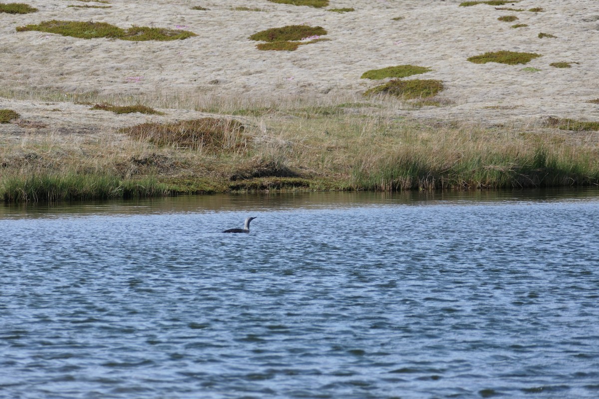 Red-throated Loon - ML588409551