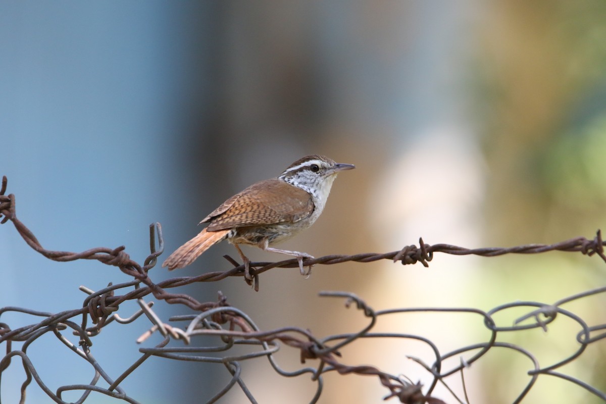 Sinaloa Wren - L. Ernesto Perez Montes (The Mexican Violetear 🦉)