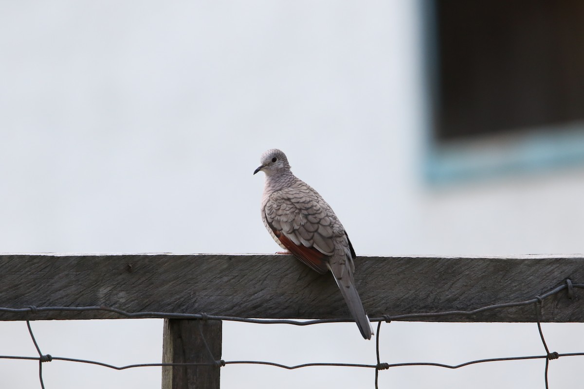 Inca Dove - L. Ernesto Perez Montes (The Mexican Violetear 🦉)