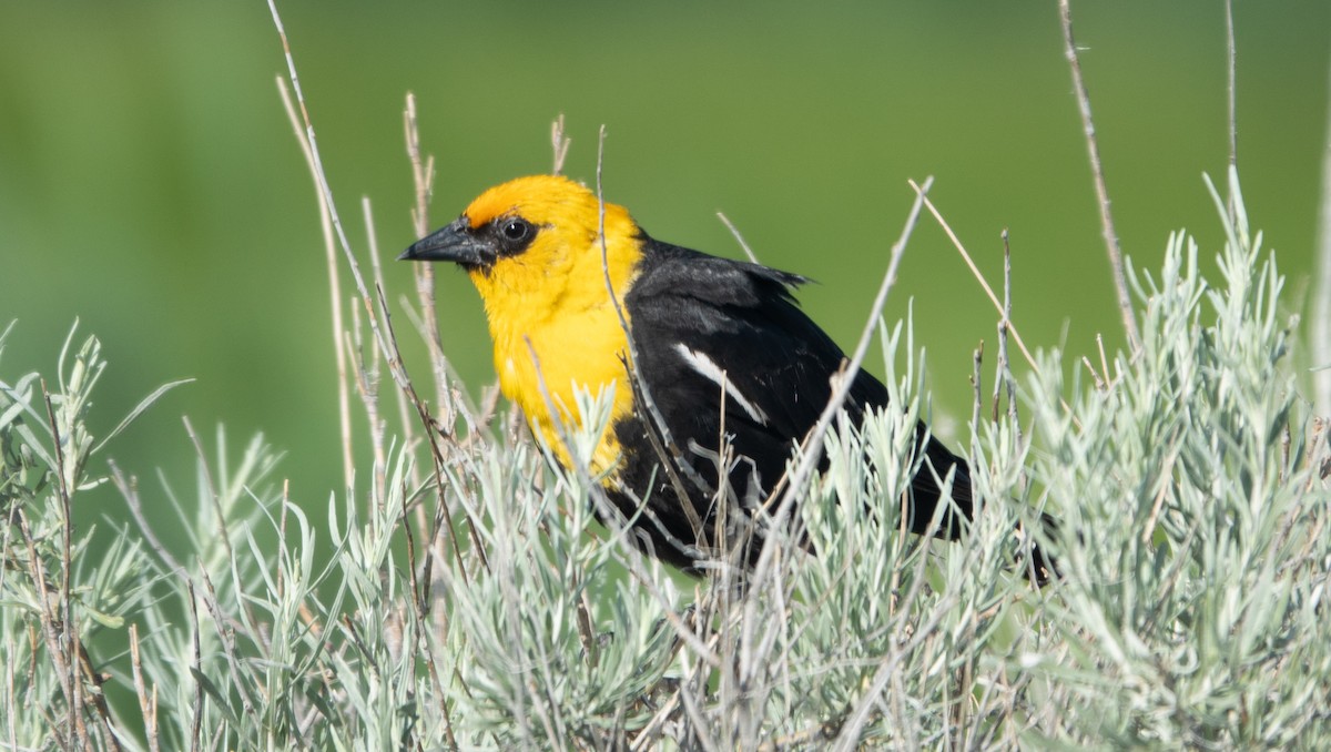 Yellow-headed Blackbird - ML588409971
