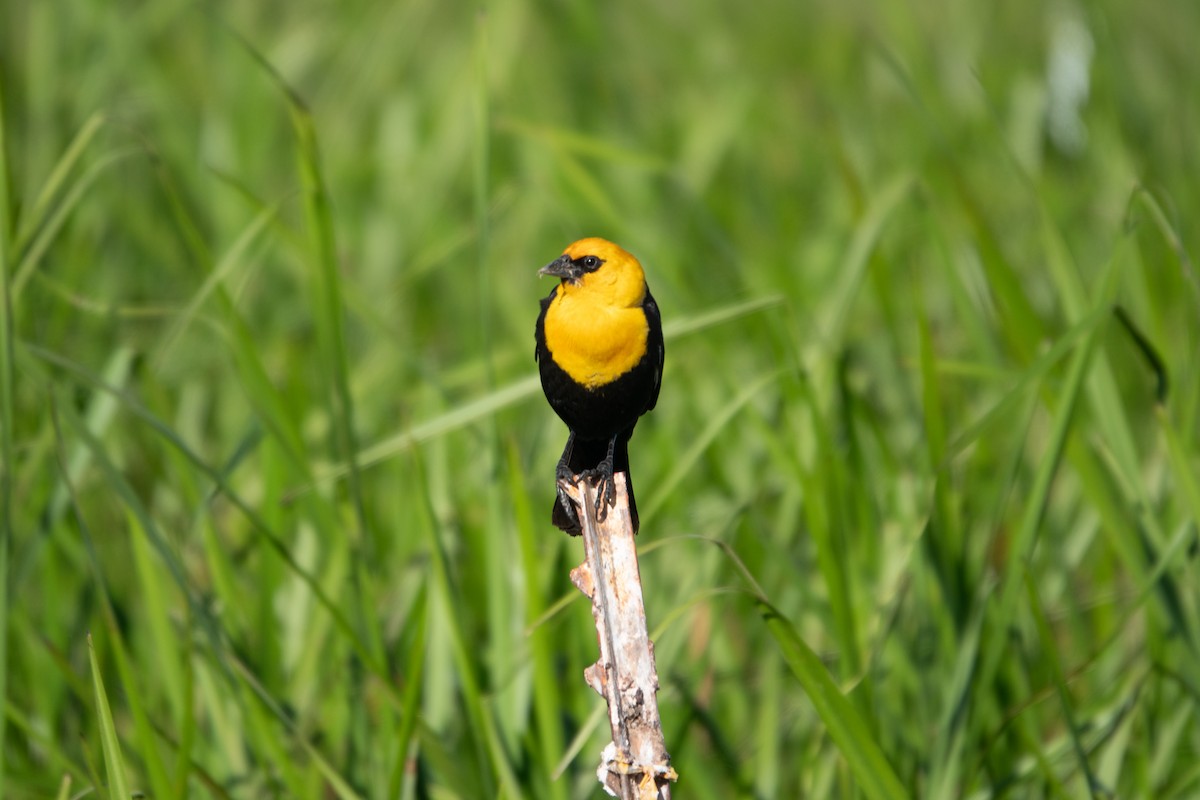 Yellow-headed Blackbird - ML588410021