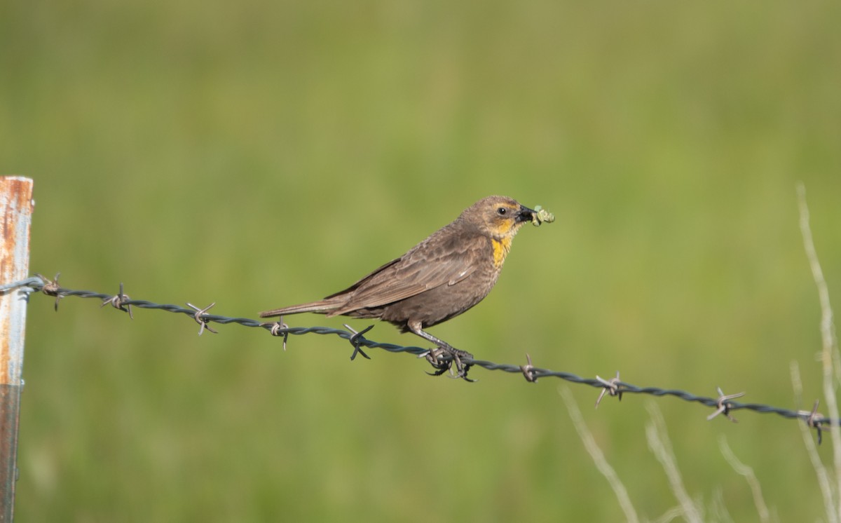 Yellow-headed Blackbird - ML588410031