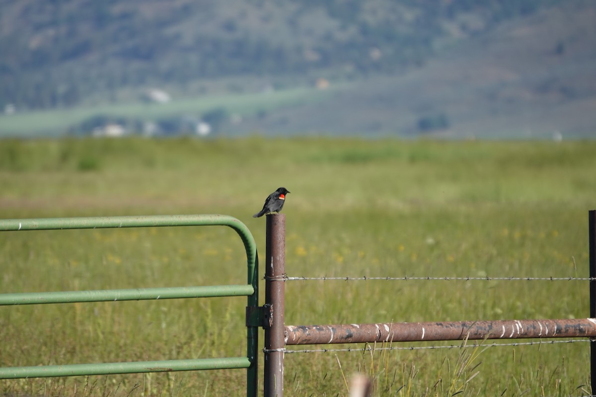 Red-winged Blackbird - ML588410091