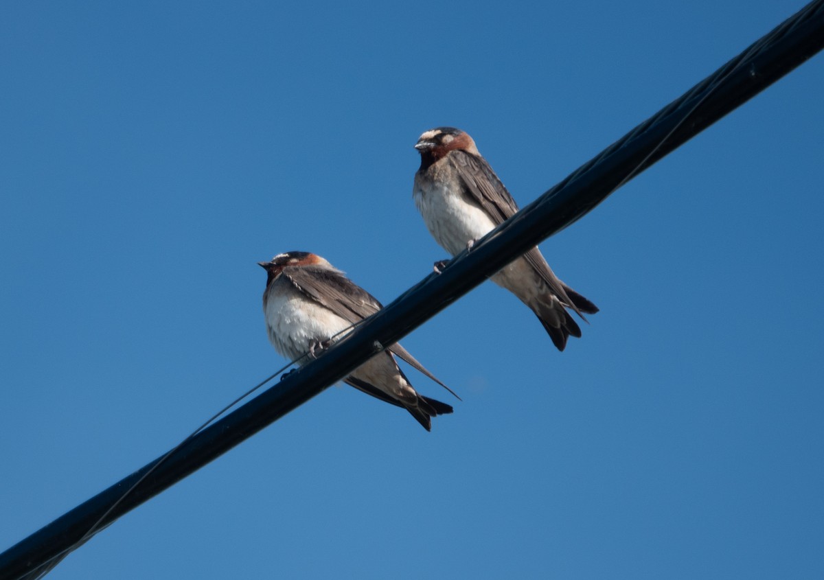 Cliff Swallow - ML588410451