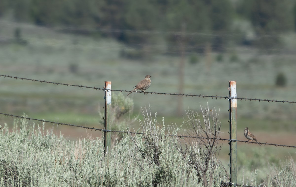 Sage Thrasher - ML588410471