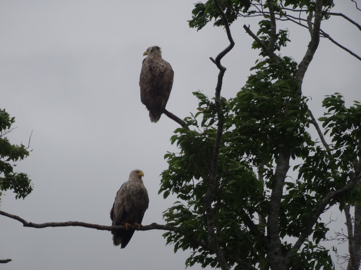 White-tailed Eagle - ML588410751