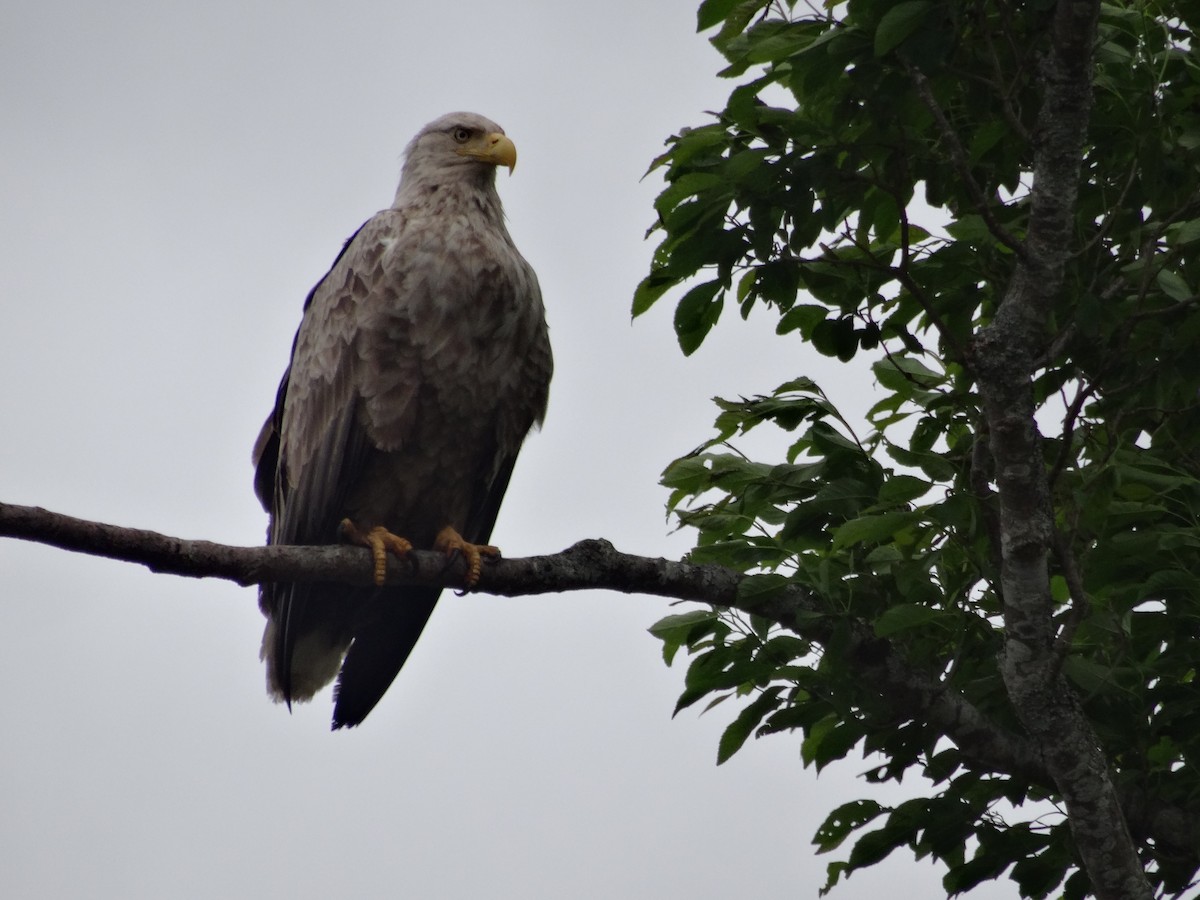 White-tailed Eagle - ML588410771