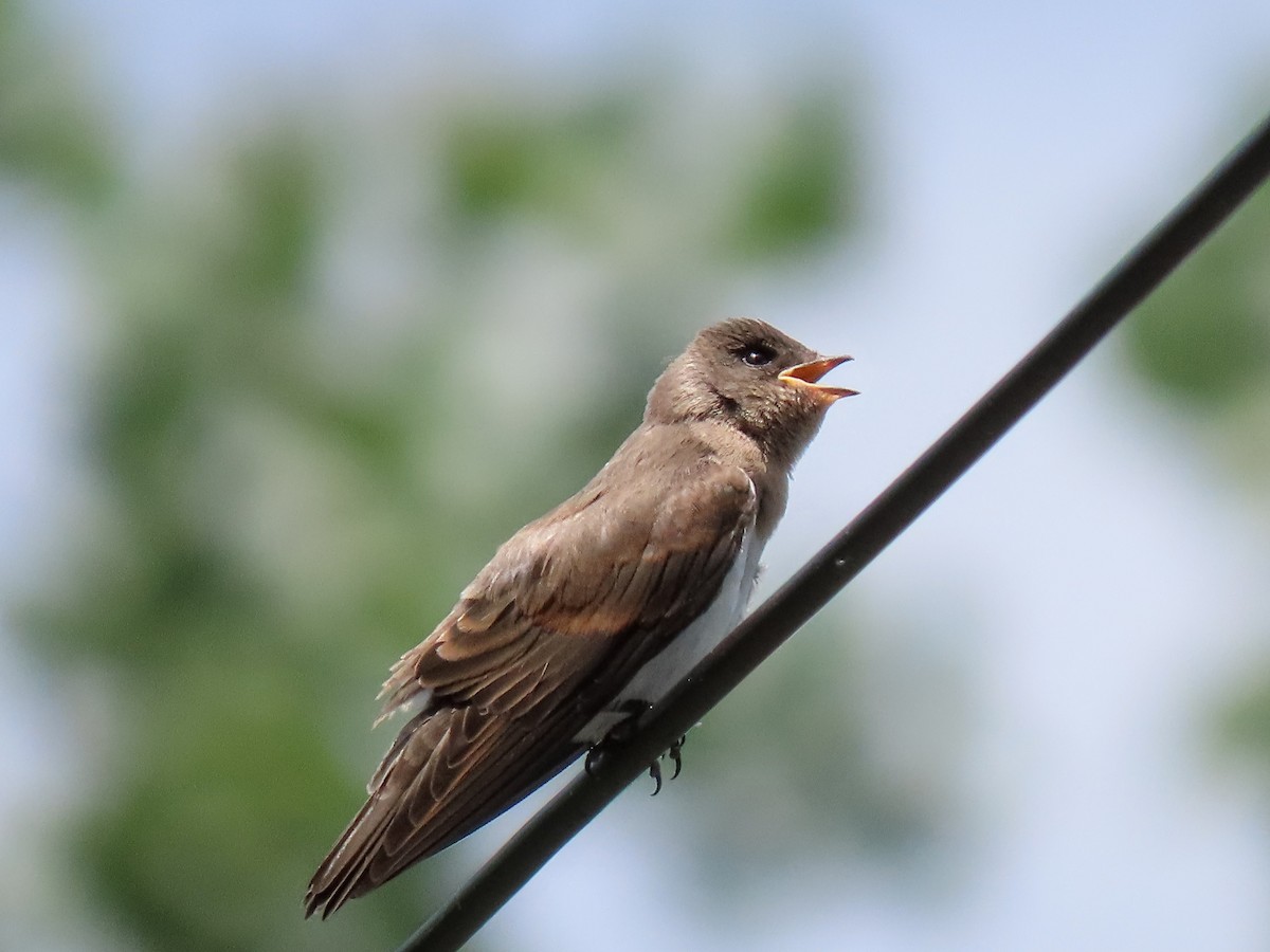 Northern Rough-winged Swallow - ML588411671