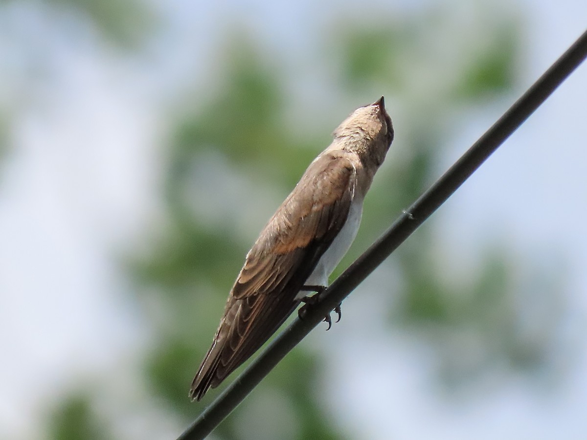 Northern Rough-winged Swallow - ML588411911