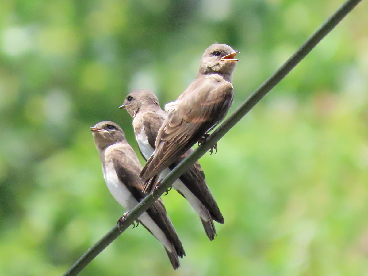 Northern Rough-winged Swallow - ML588412691