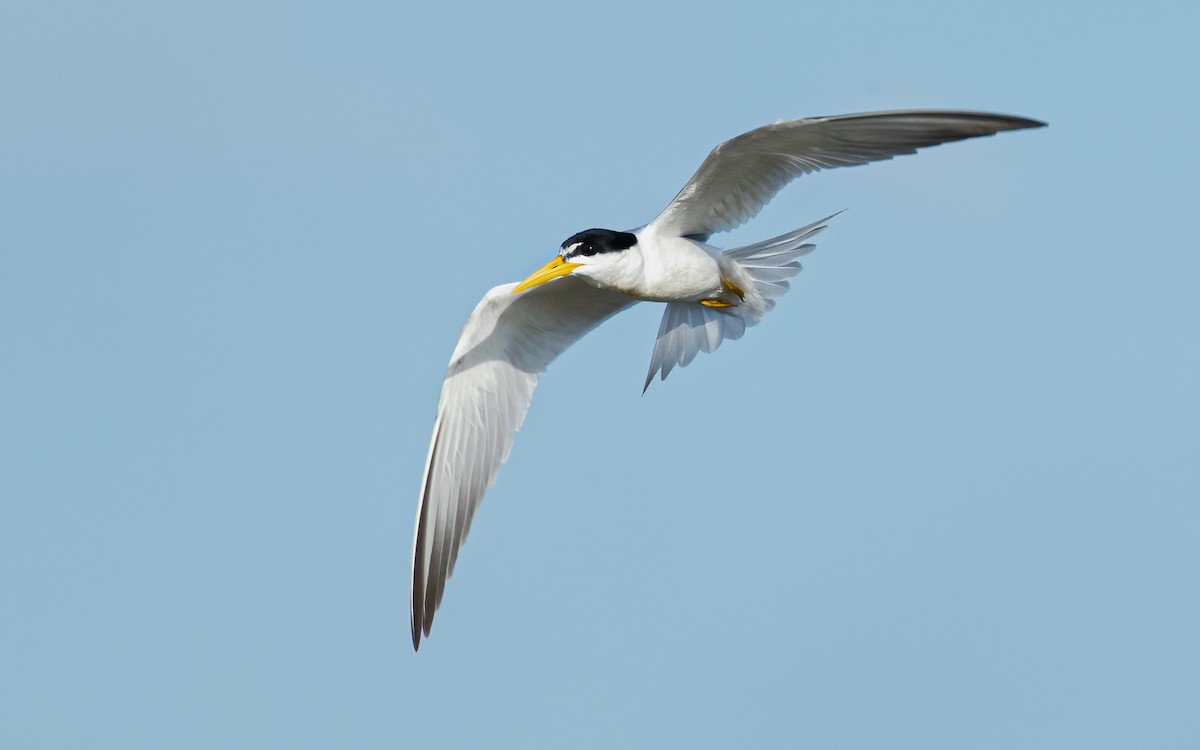 Yellow-billed Tern - ML588412851