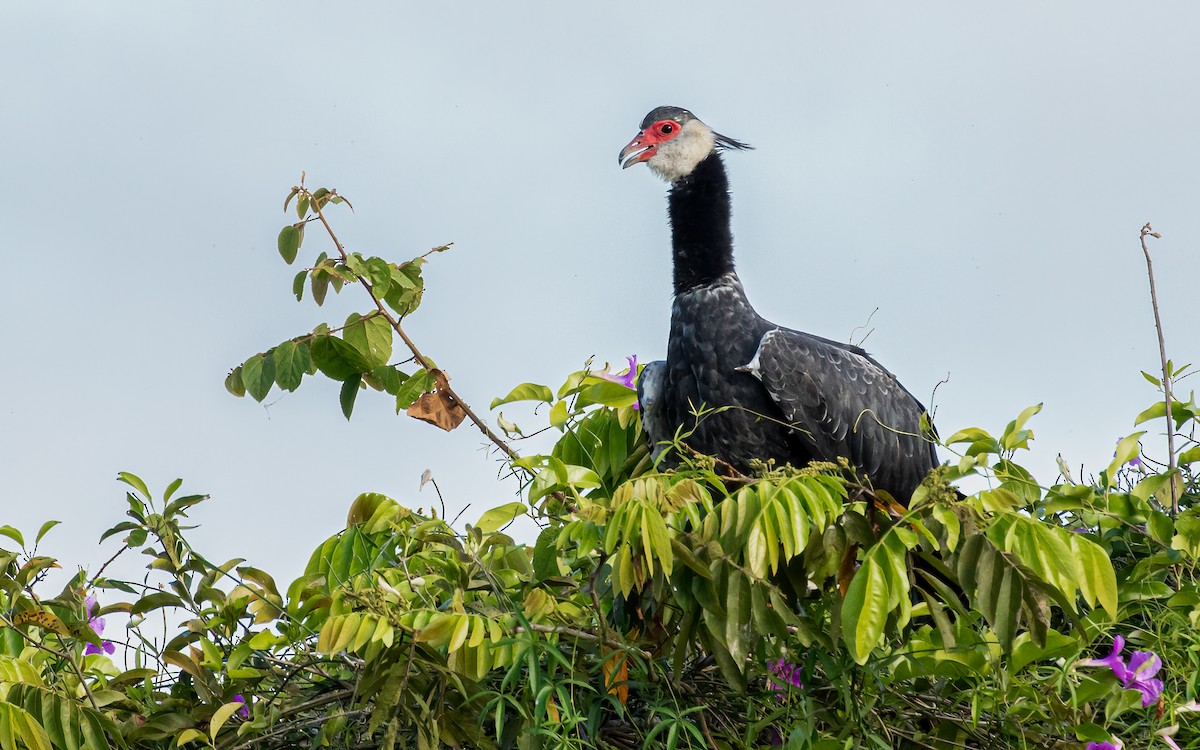 Northern Screamer - David Monroy Rengifo