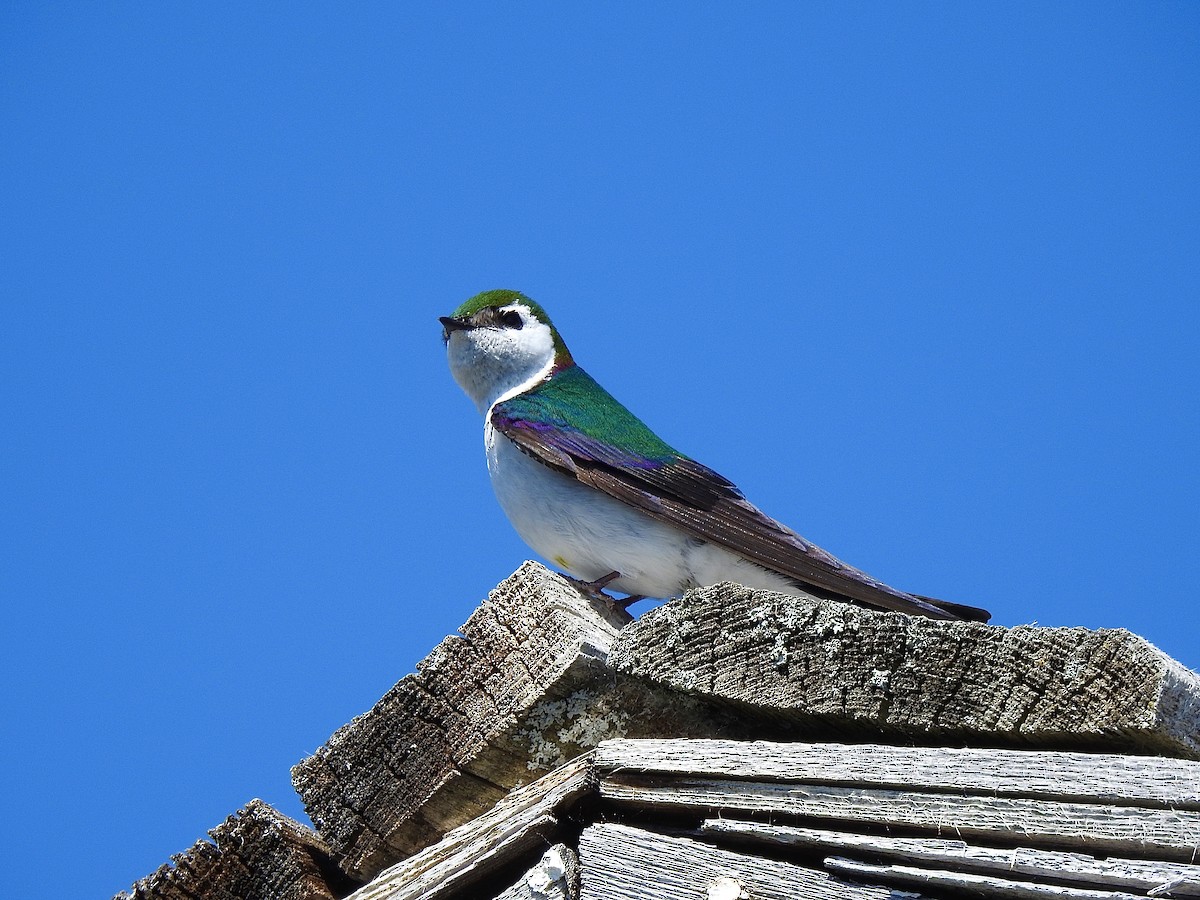 Violet-green Swallow - ML588413271