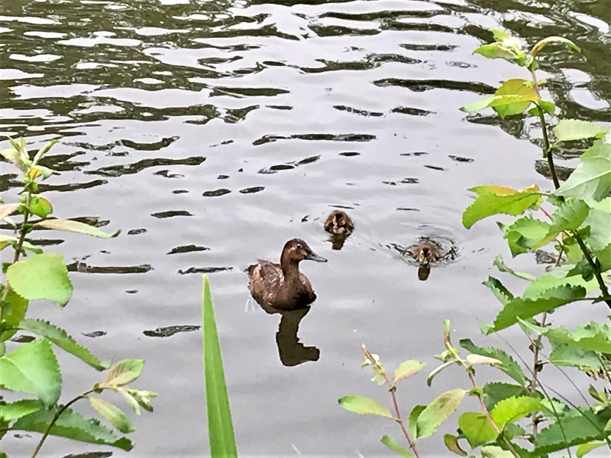 Common Pochard - ML588413331