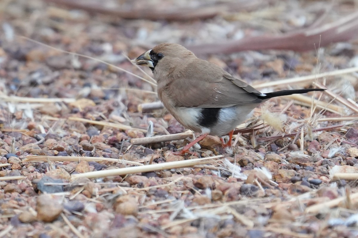 Masked Finch - ML588413461