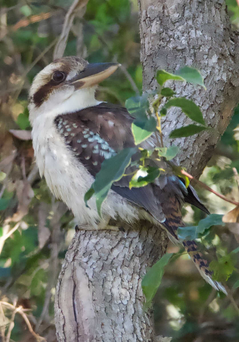 Laughing Kookaburra - ML588414251