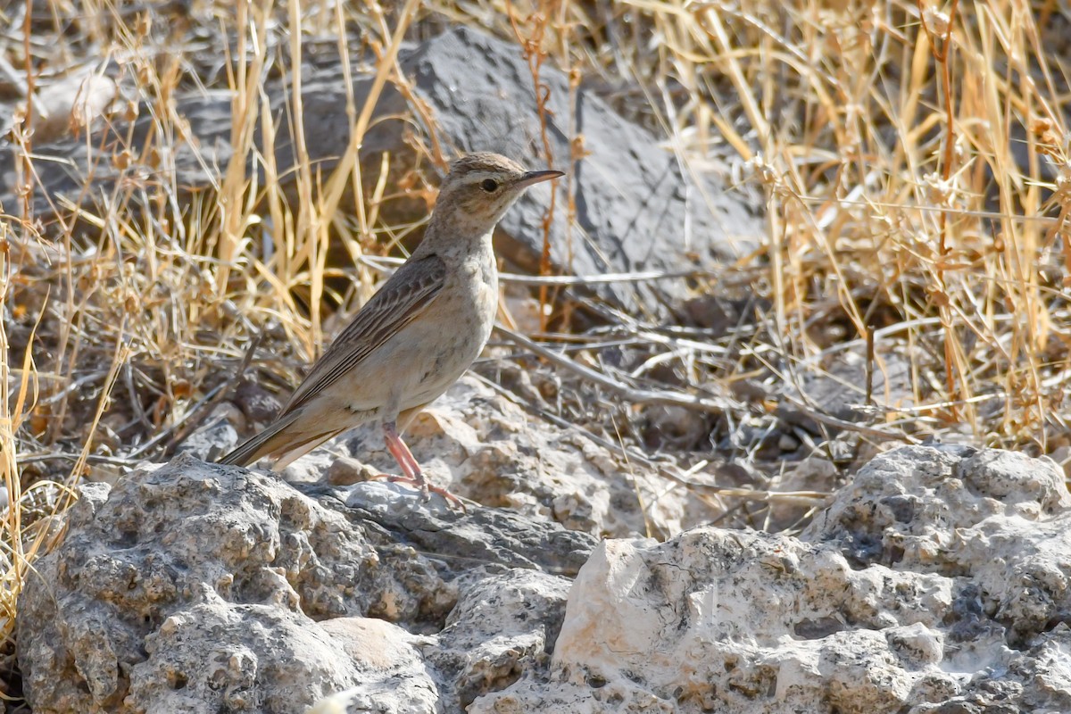 Long-billed Pipit (Middle Eastern) - ML588415291