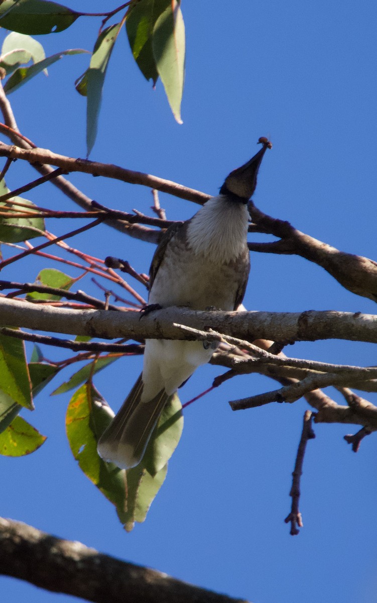 Noisy Friarbird - ML588415751