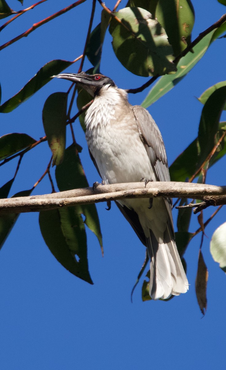 Noisy Friarbird - ML588415771